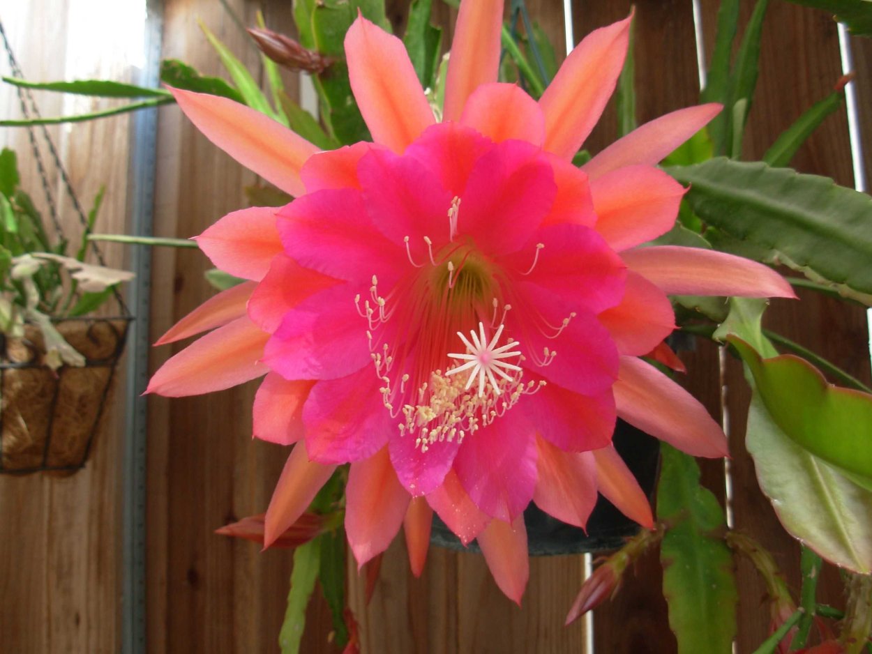 Эпифиллум питахайя