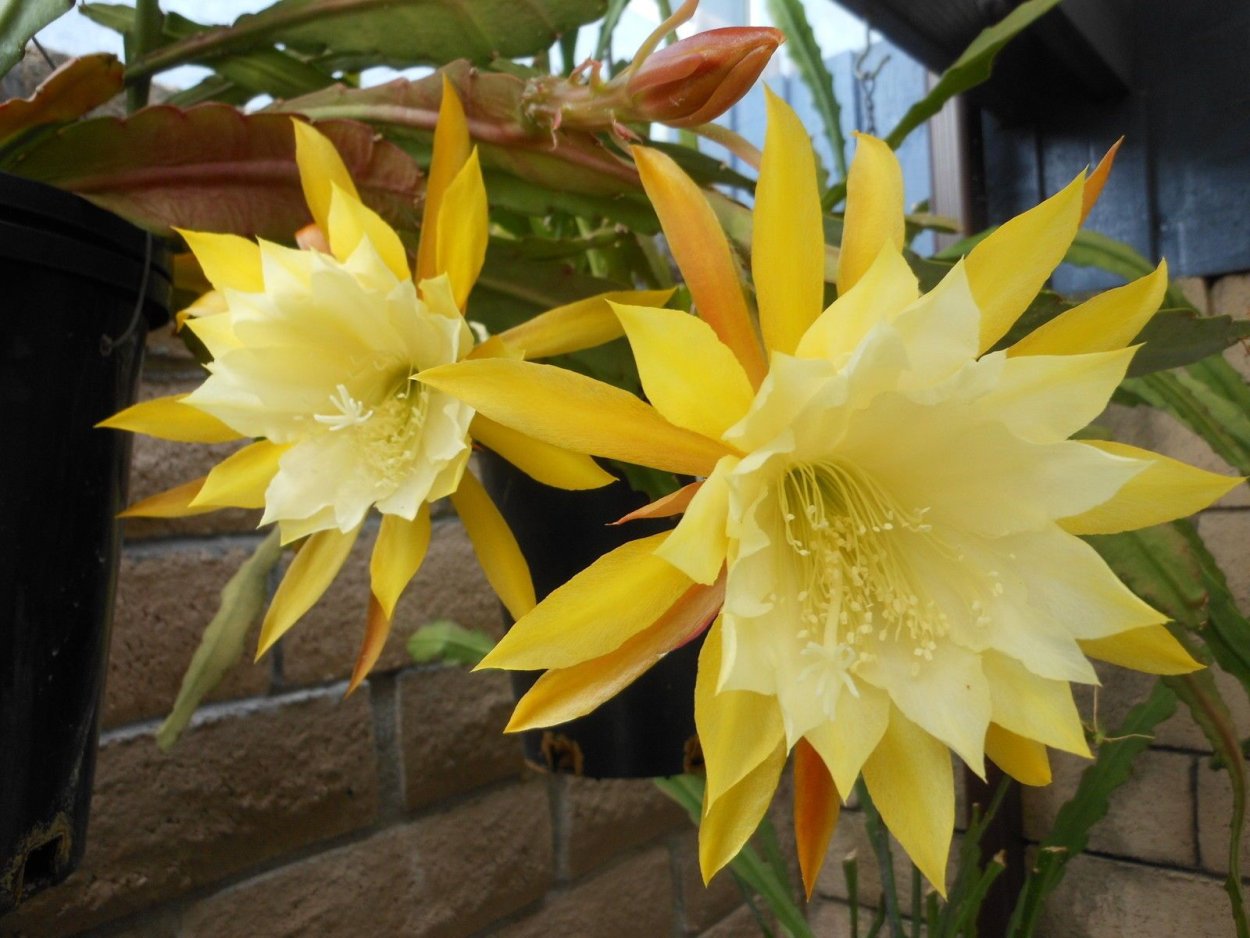 Эпифиллум Yellow