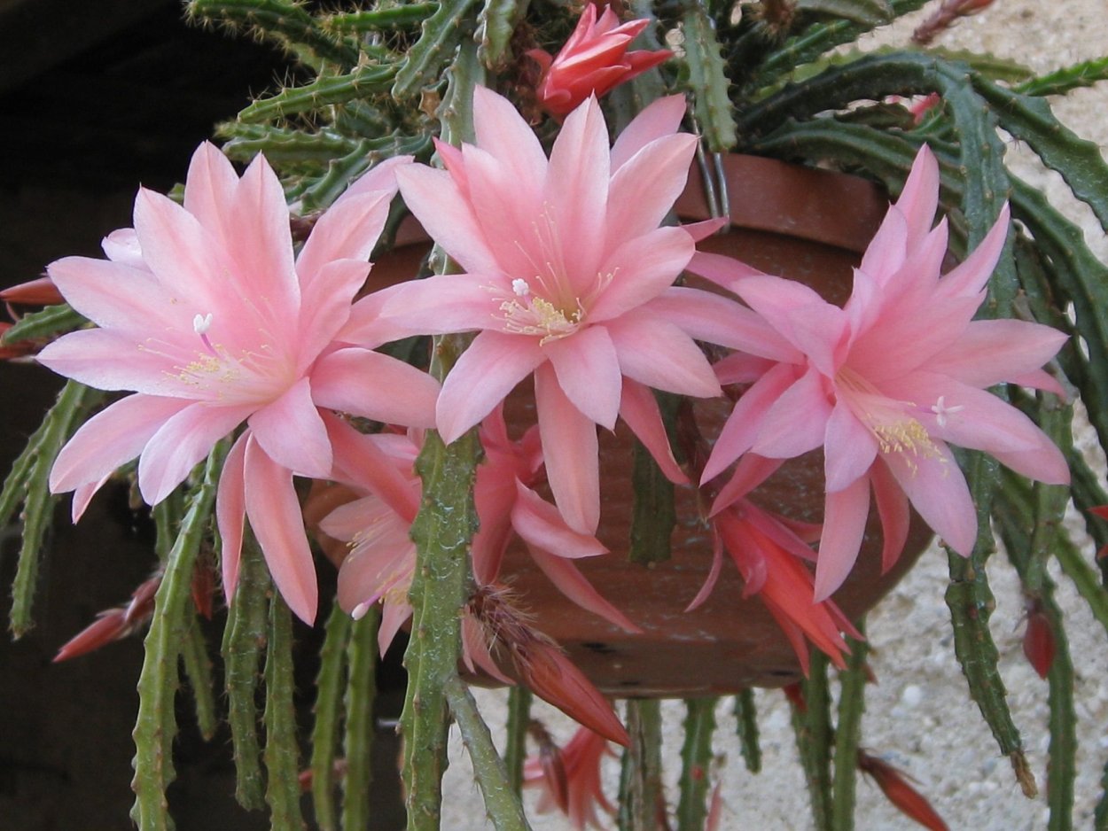 Эпифиллум ампельный