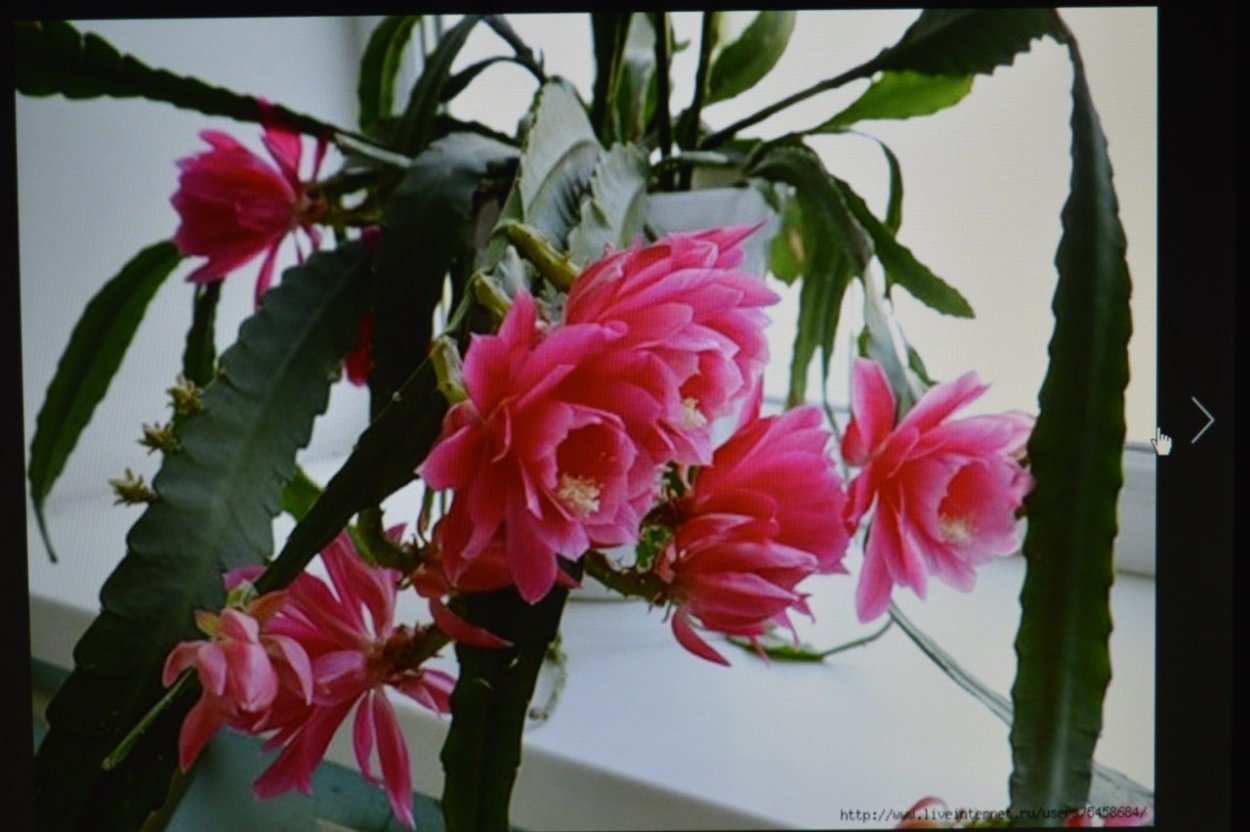 Эпифиллум розовый листья