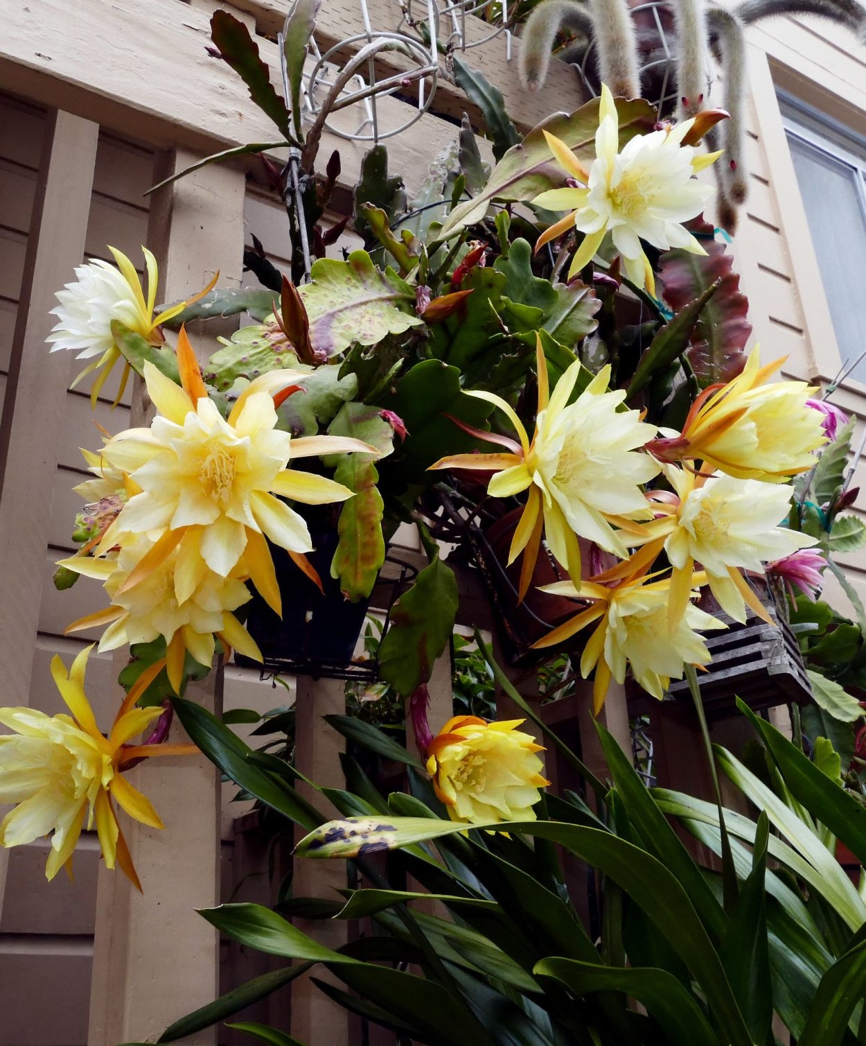 Эпифиллум Маринера