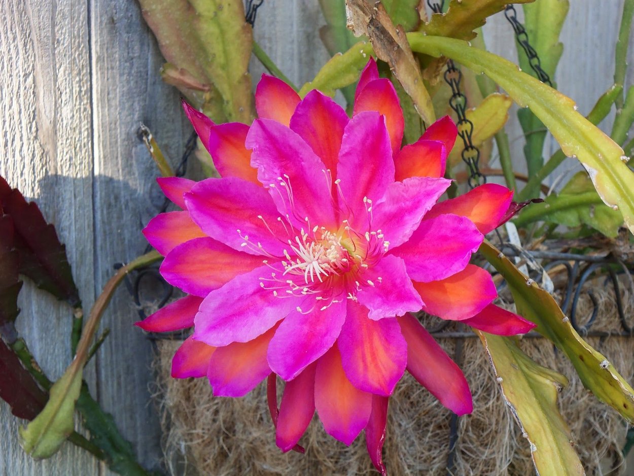 Эпифиллум рамулоза