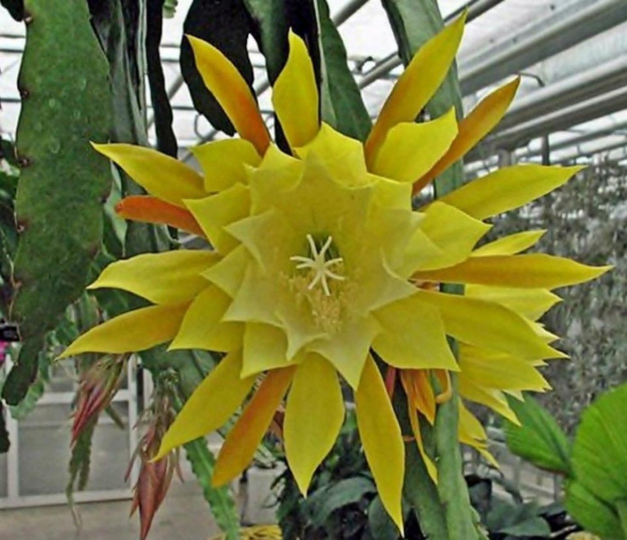 Эпифиллум Yellow