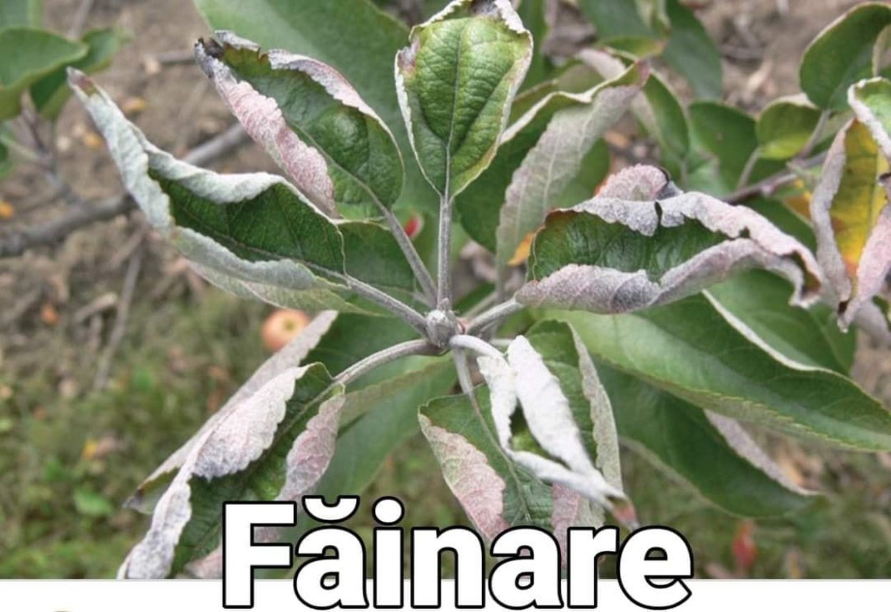 Мучнистая роса на яблоне