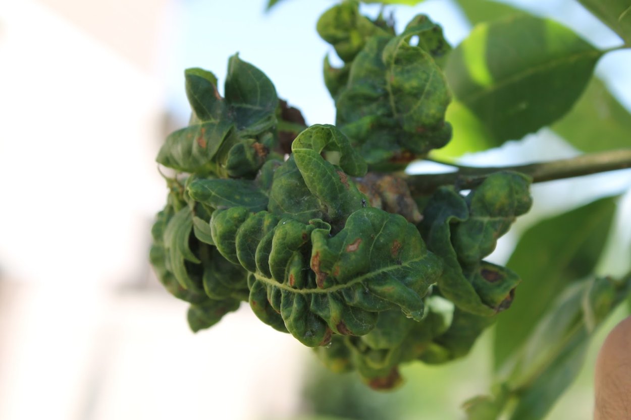 Бадан листья скручиваются