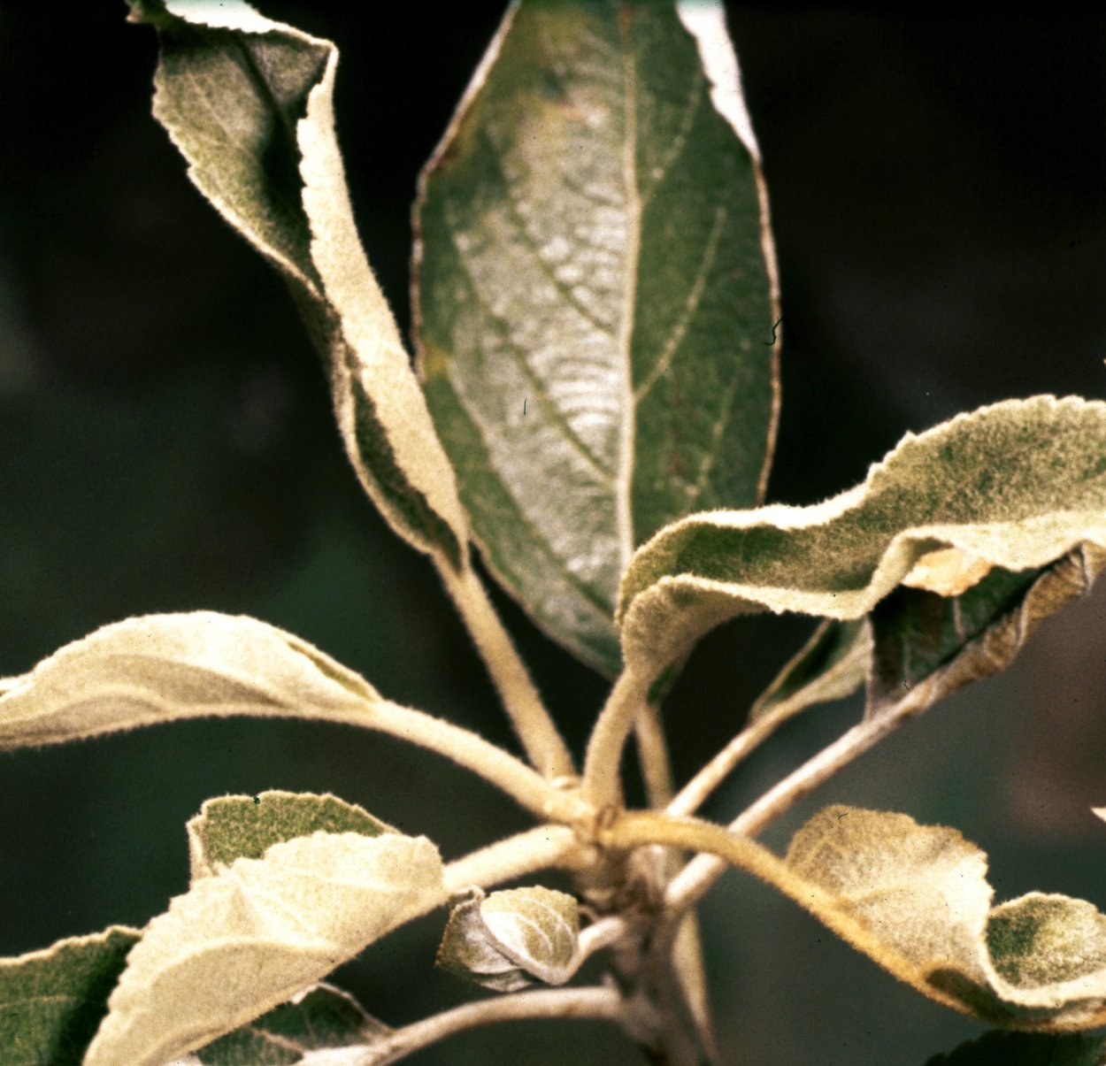 Podosphaera leucotricha