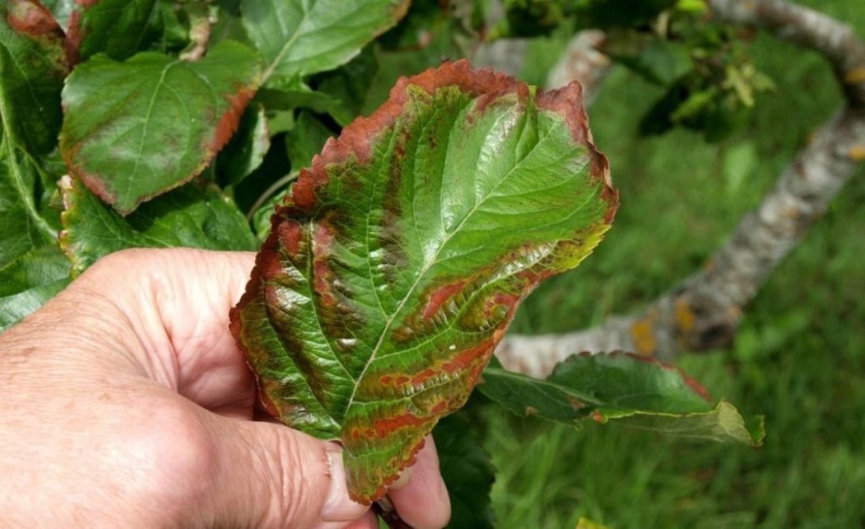 У черешни скручиваются листья