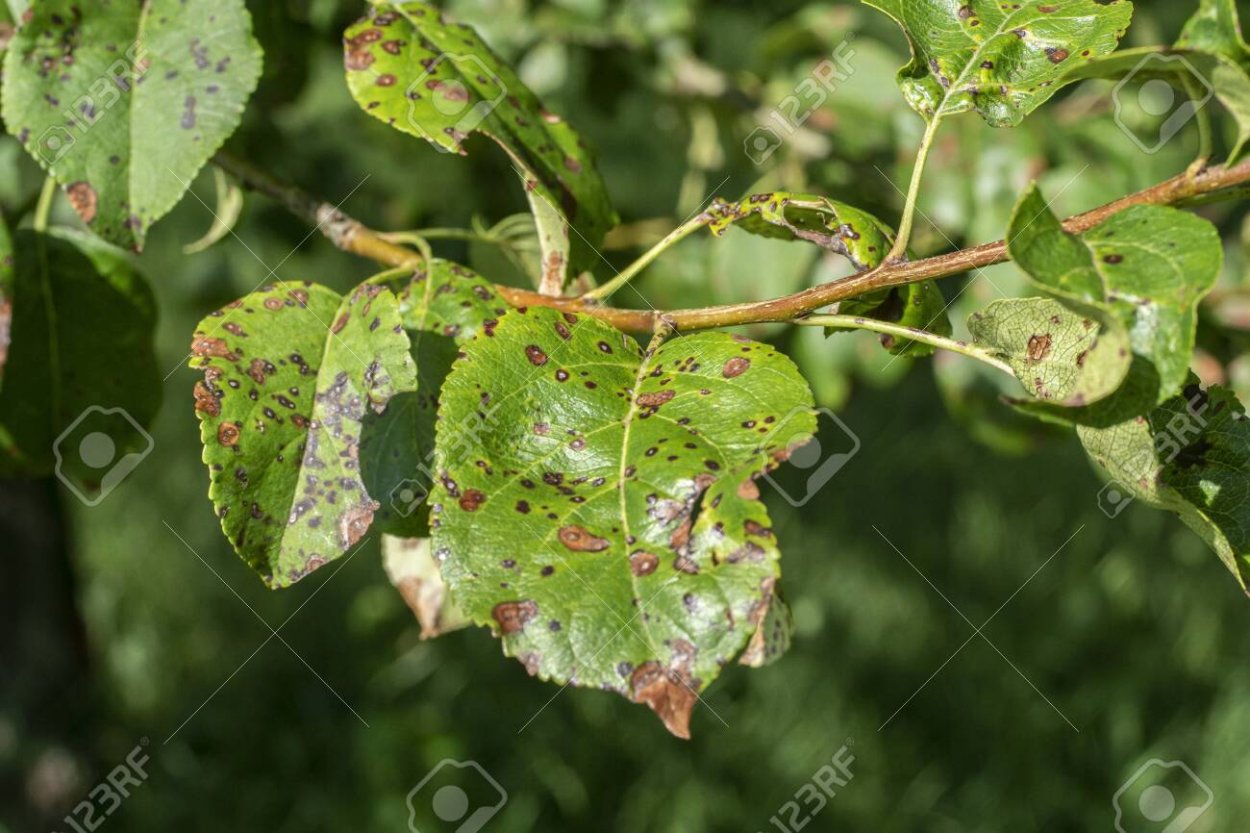 Дыры на листьях яблони