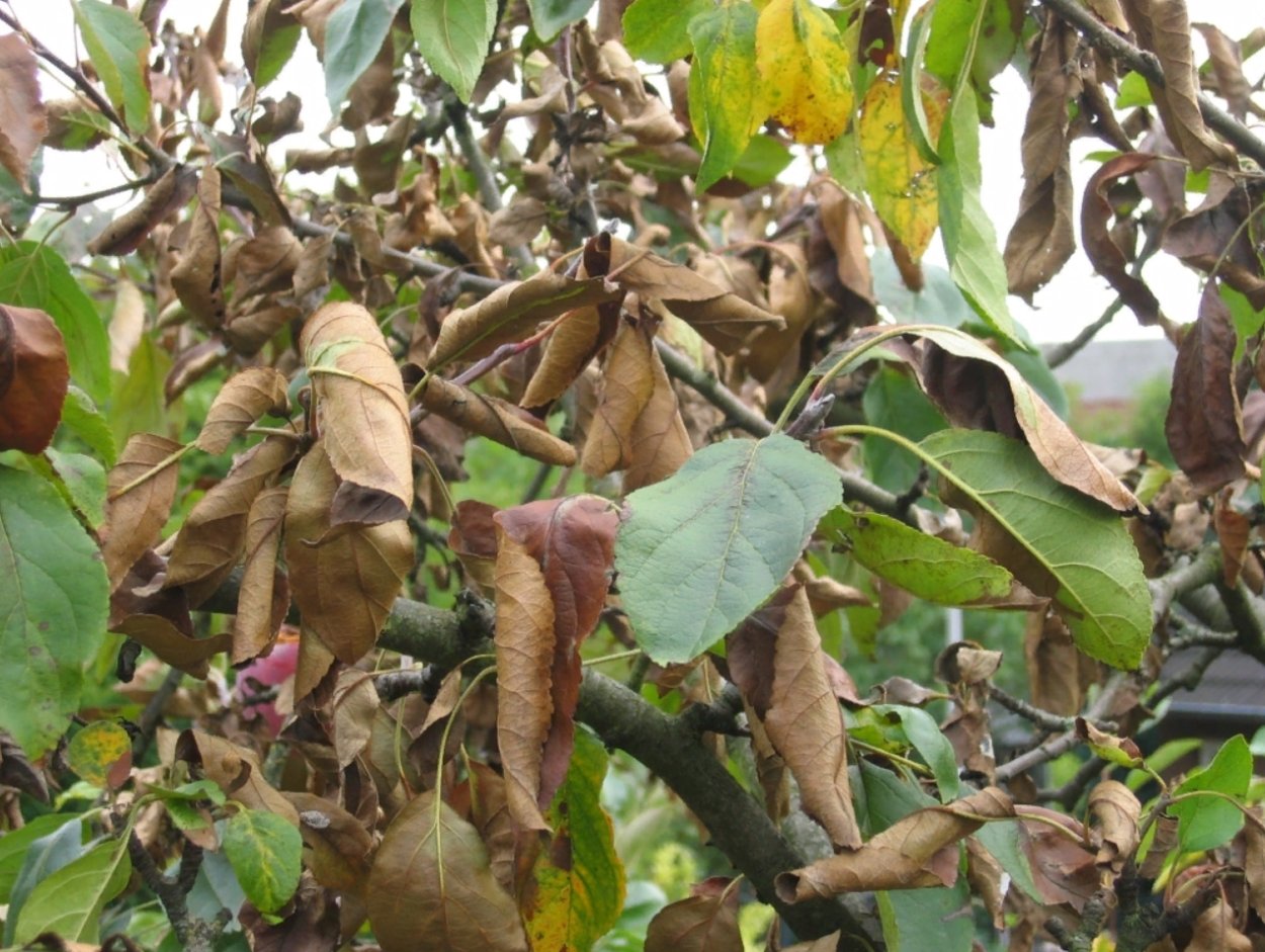 Вертициллез яблони