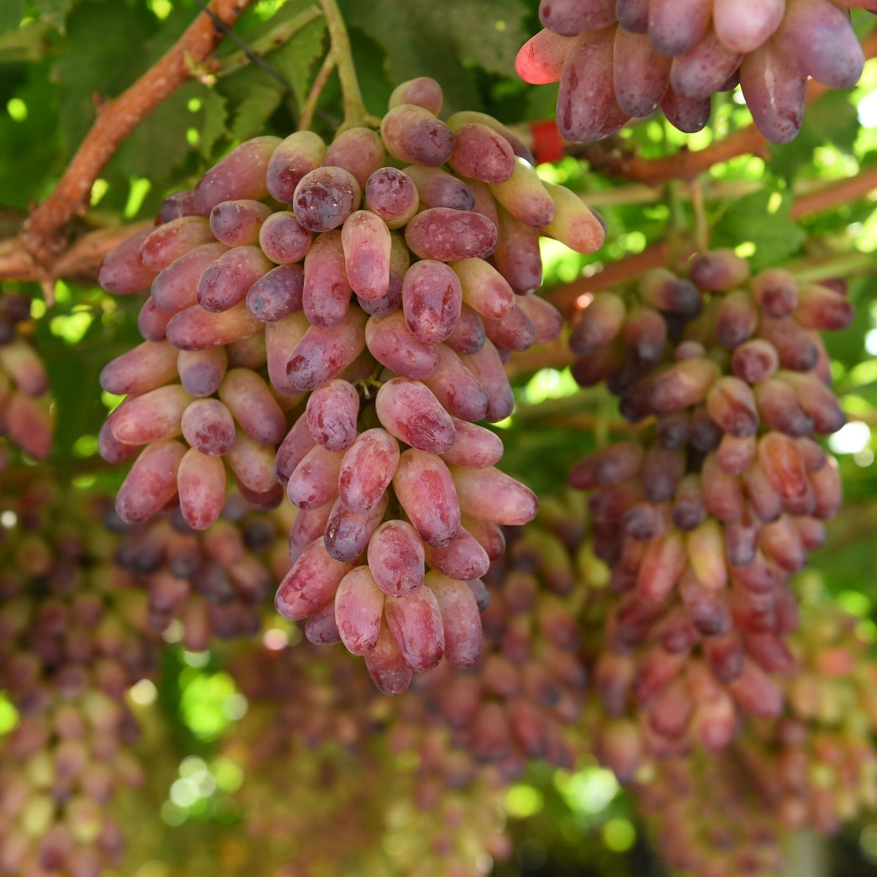 Виноград Турсунзаде