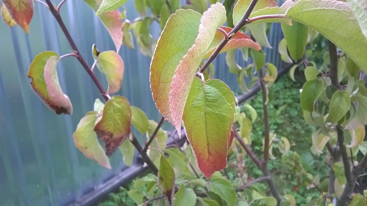 Хлороз яблони