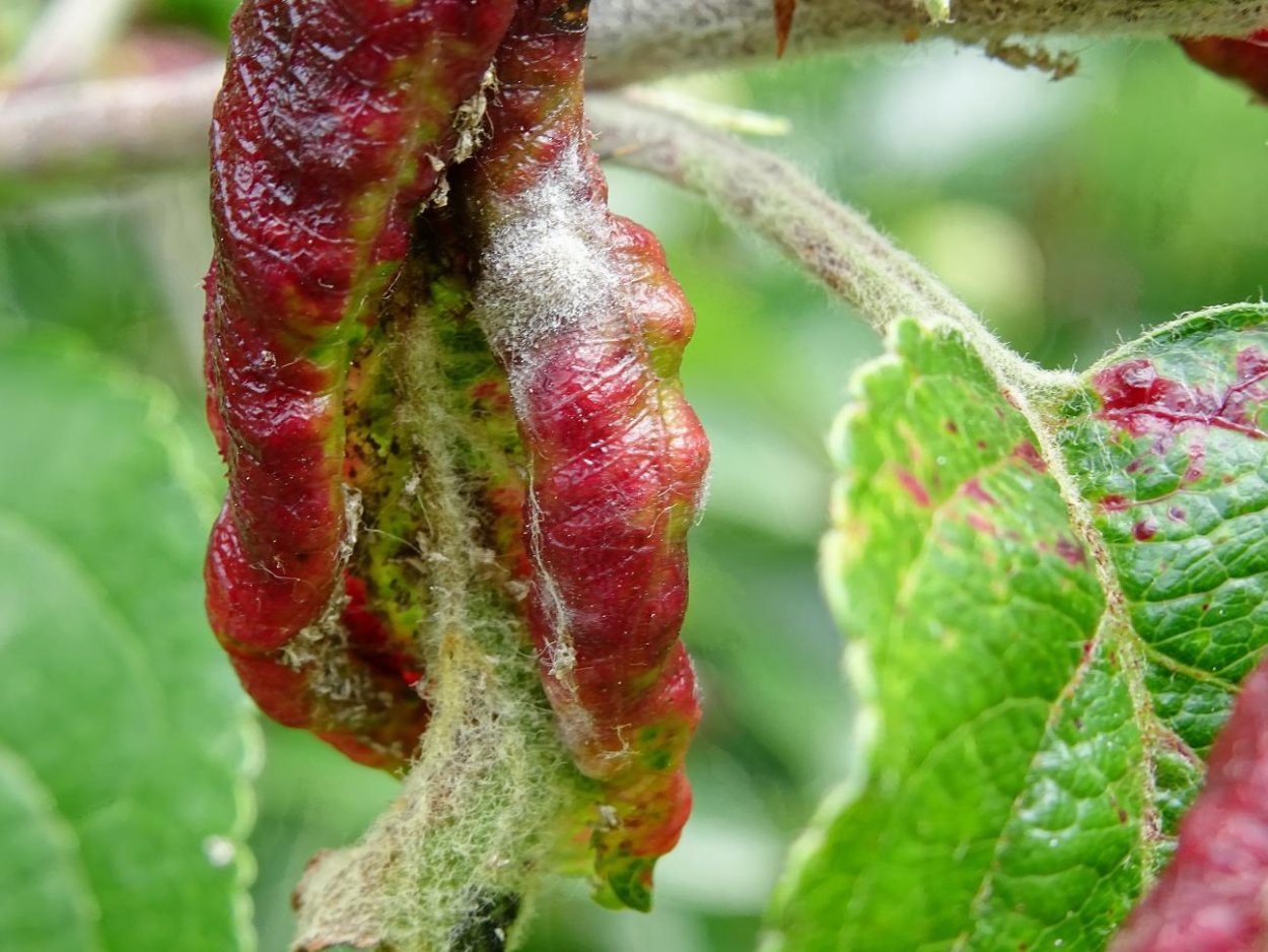 Красногалловая яблонная тля