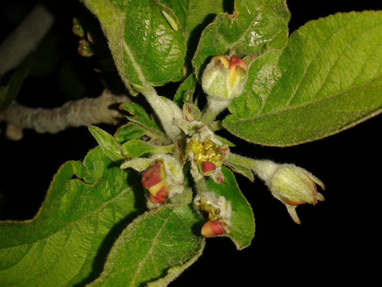 Бутоны яблони засыхают