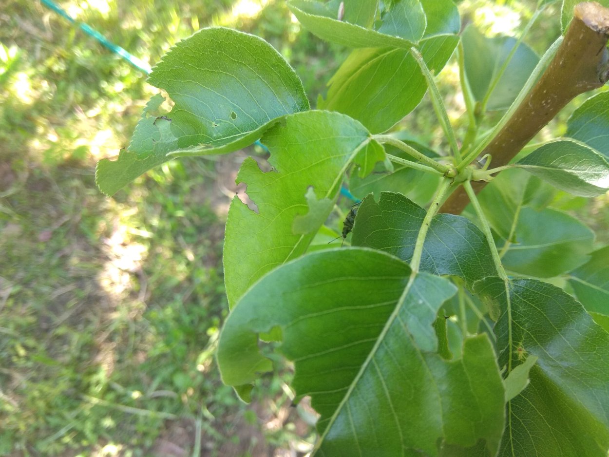 Листья груши