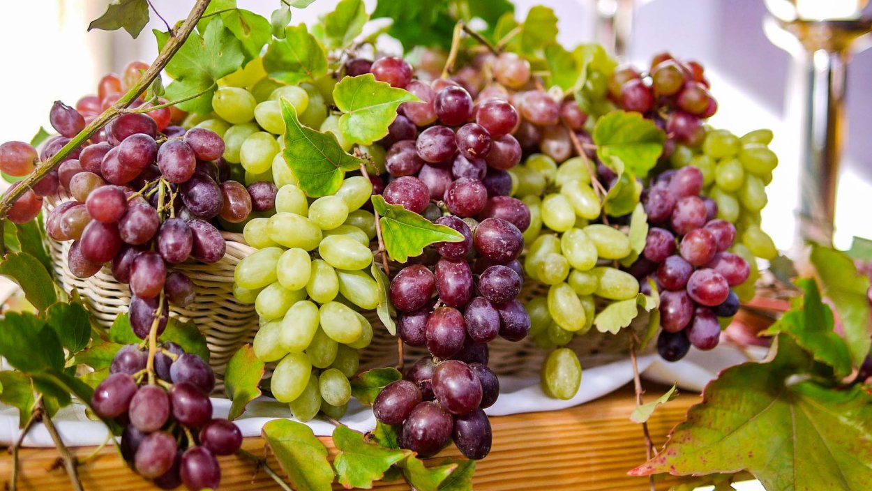 Виноград Тагоби