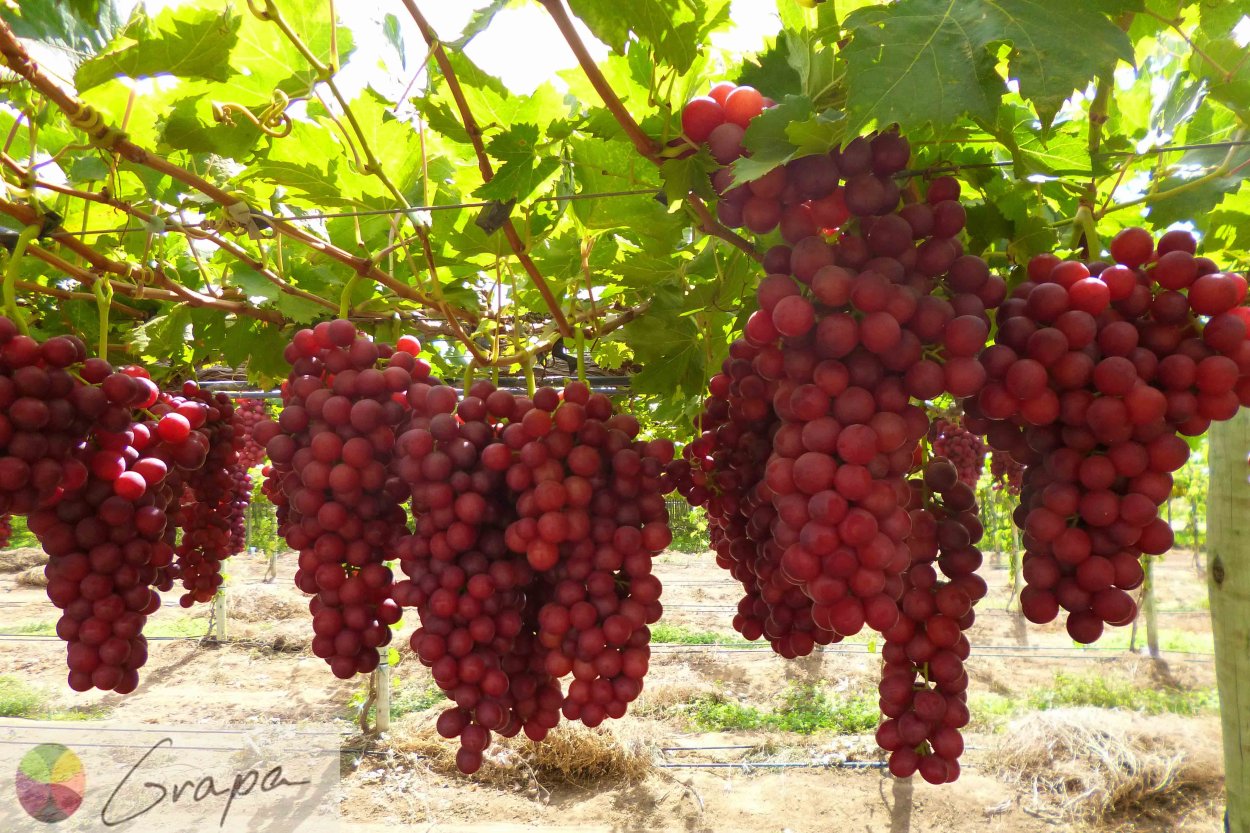 Виноград сорта Шохона