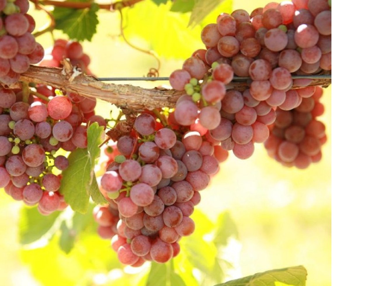 Эйнсет сидлис