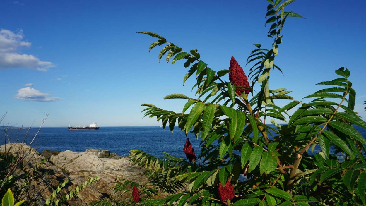 Сумах ядовитый дуб