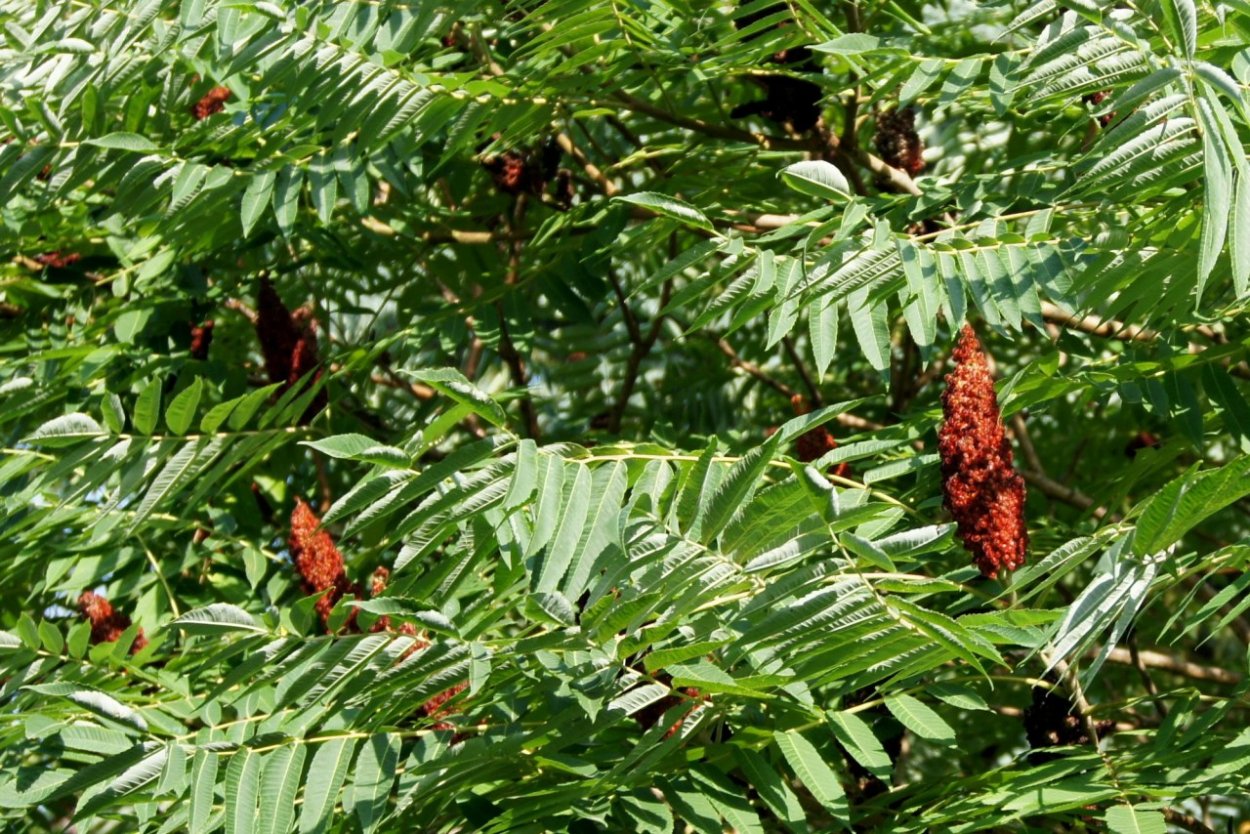 Сумах пушистый оленерогий уксусное дерево