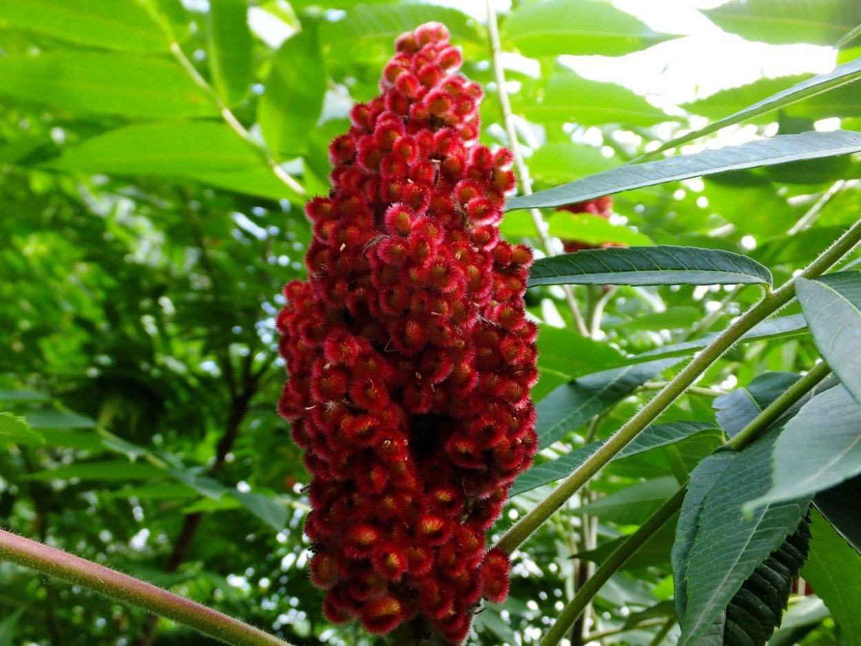 Растение Сумах оленерогий