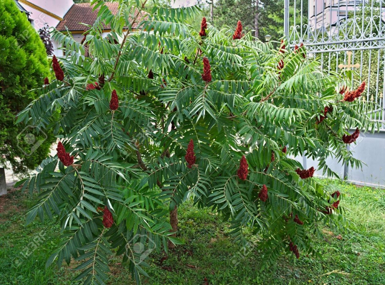 Сумах оленерогий Диссекта
