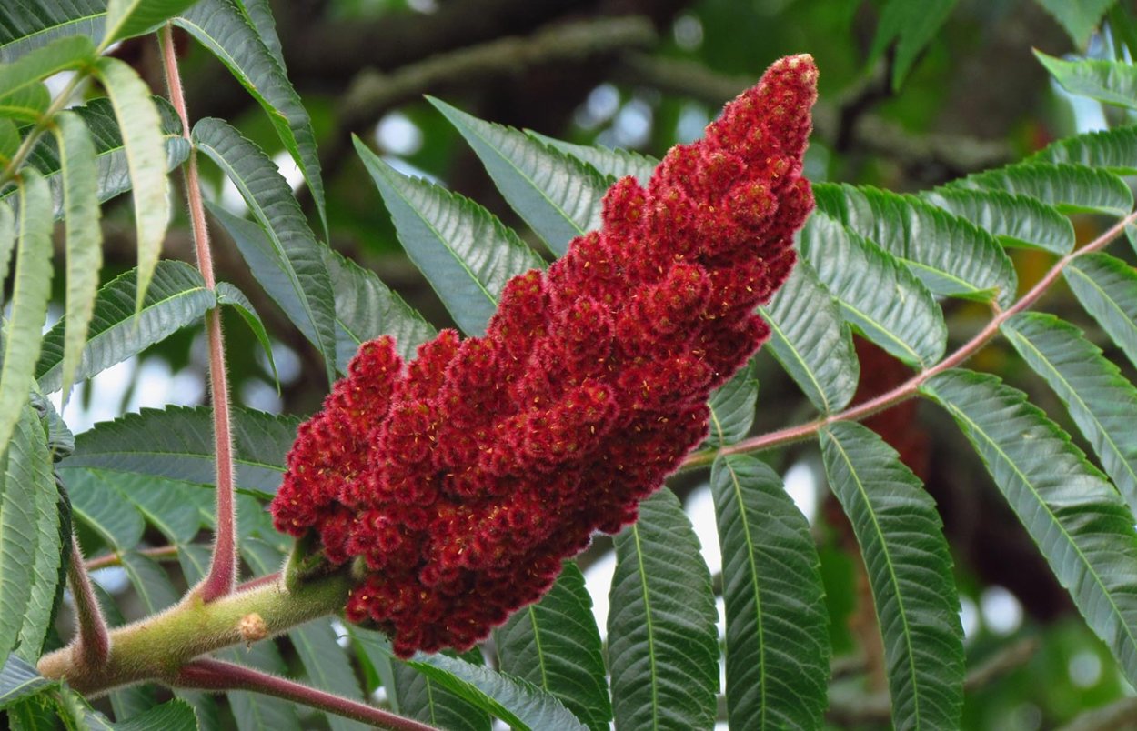 Сумах оленерогий Rhus typhina