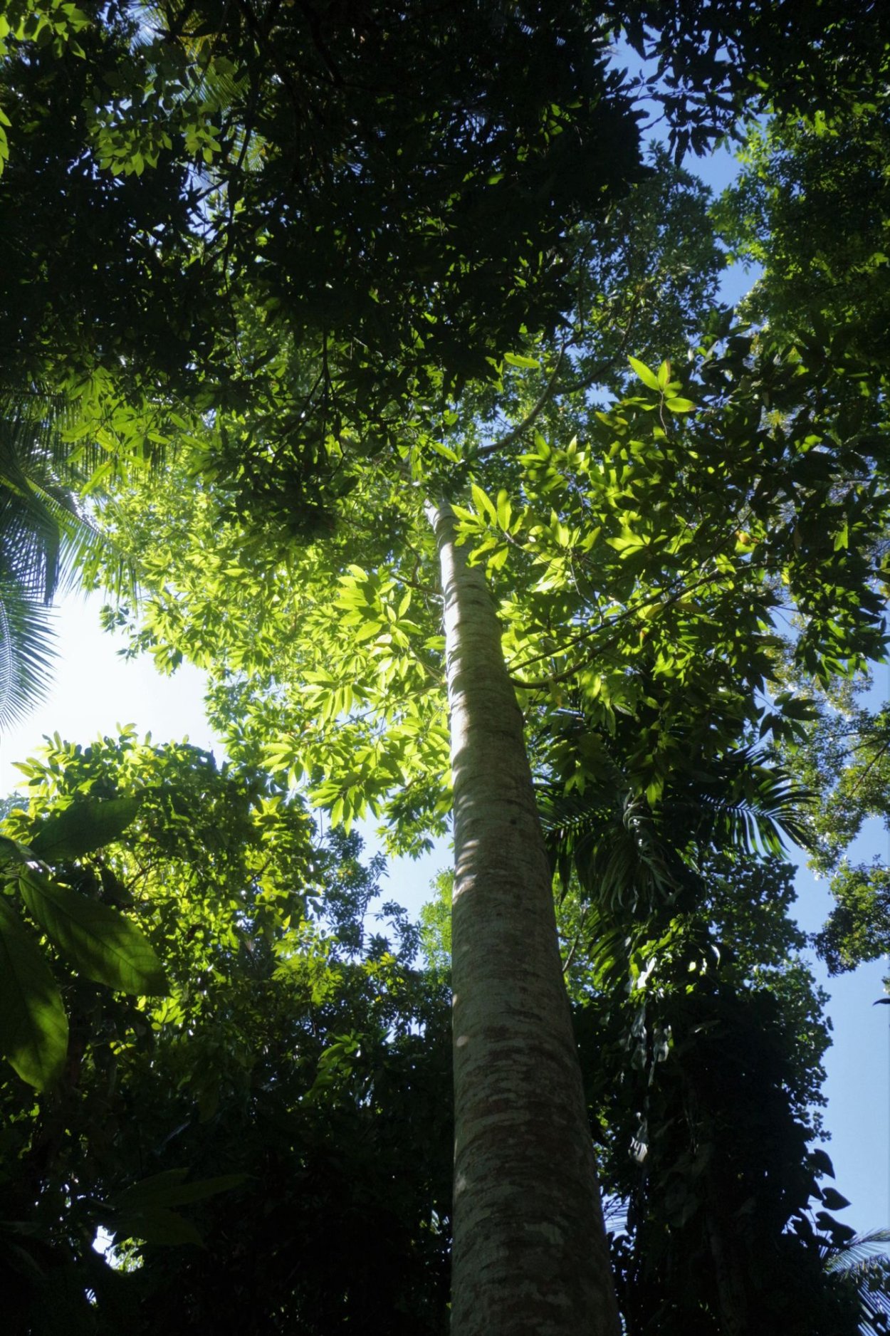 Сандаловое дерево Шри Ланка