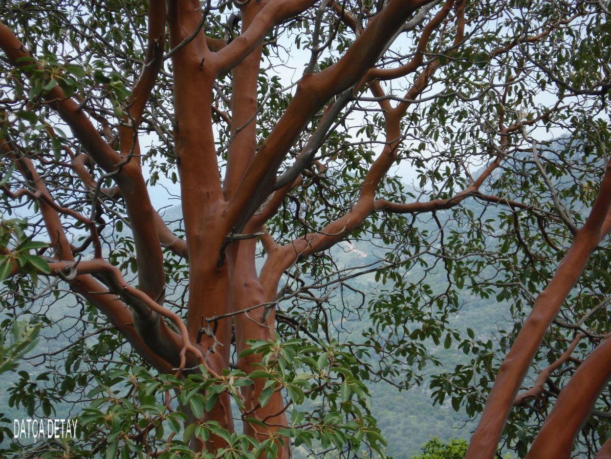 Дерево Сандал Индия