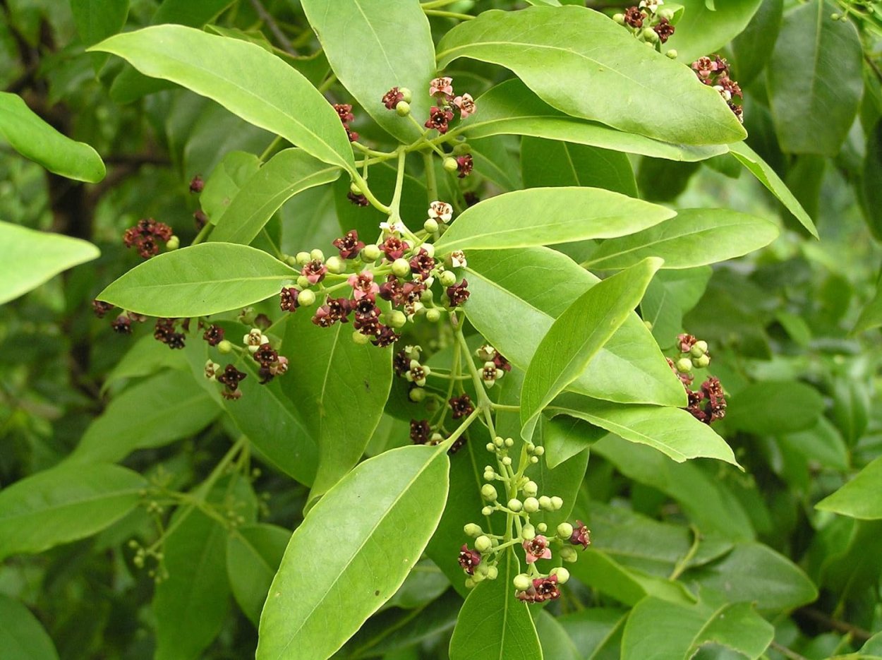 Santalum Sandalwood