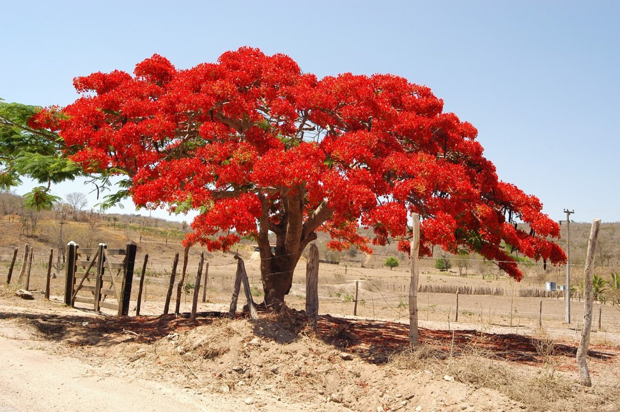 Делоникс Королевский семена