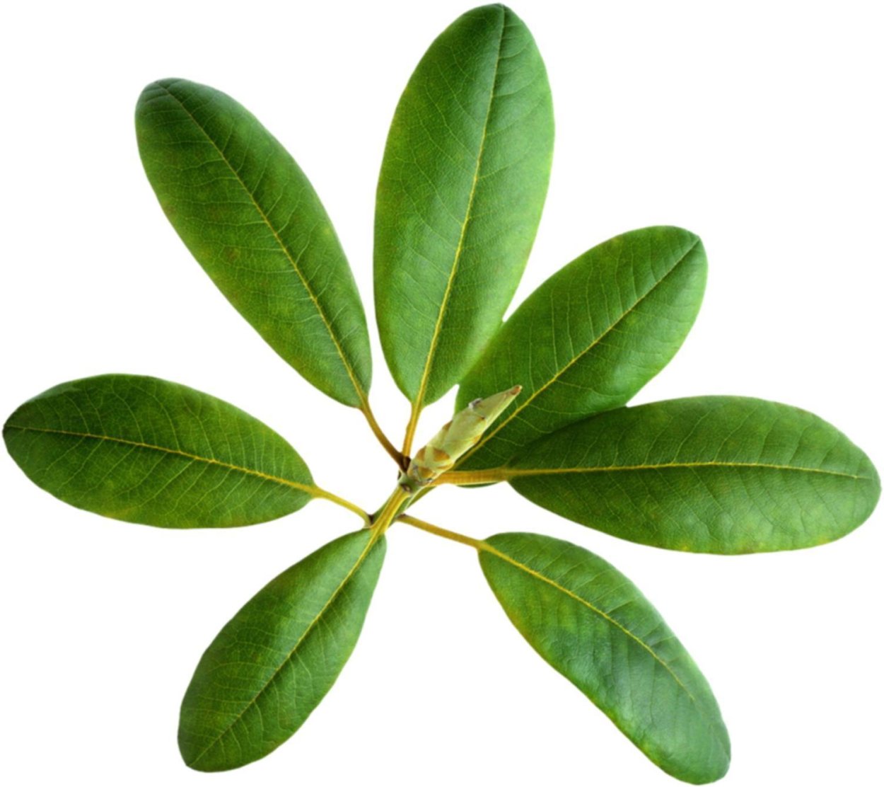 Листья фикуса на белом фоне