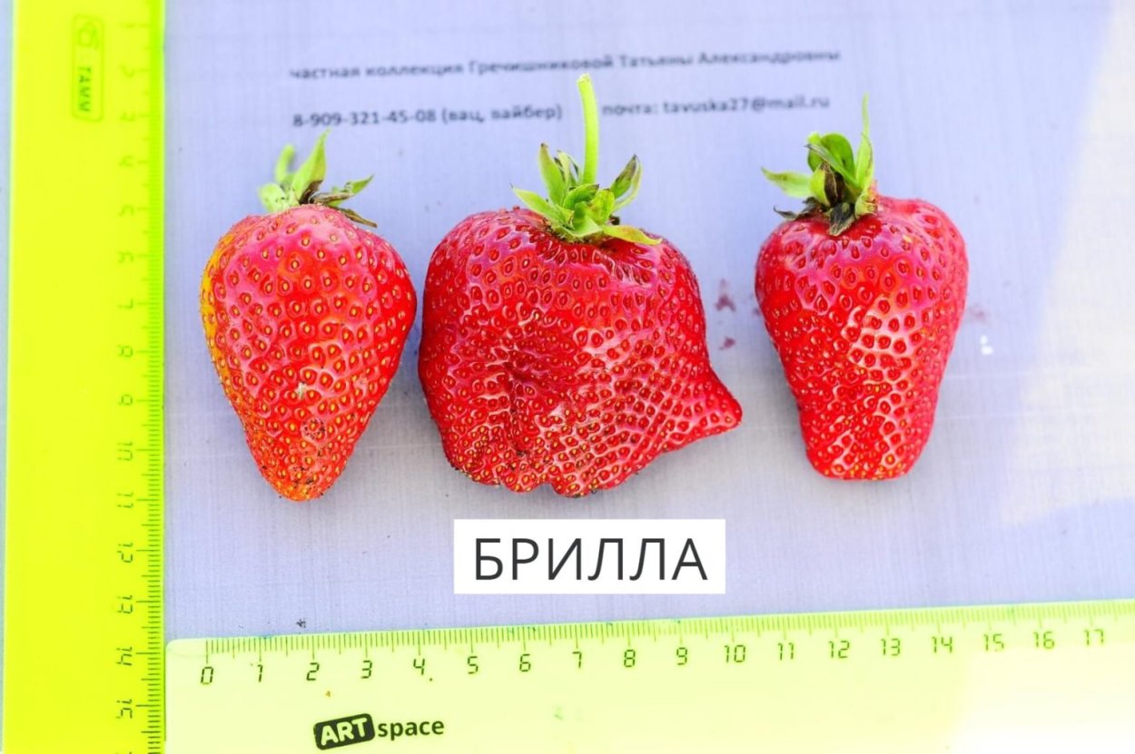 Клубника Арианна