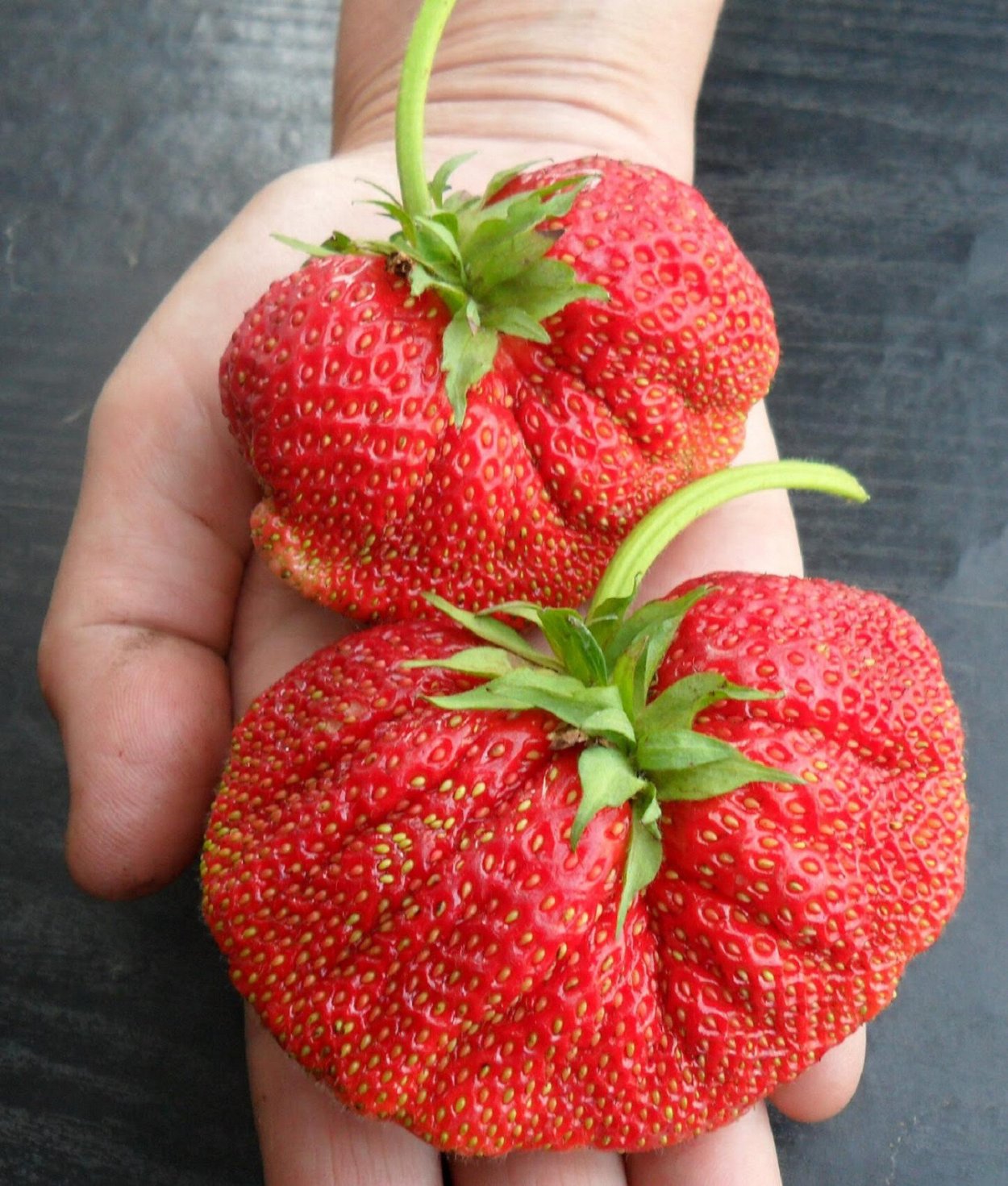 Гигантелла Максим