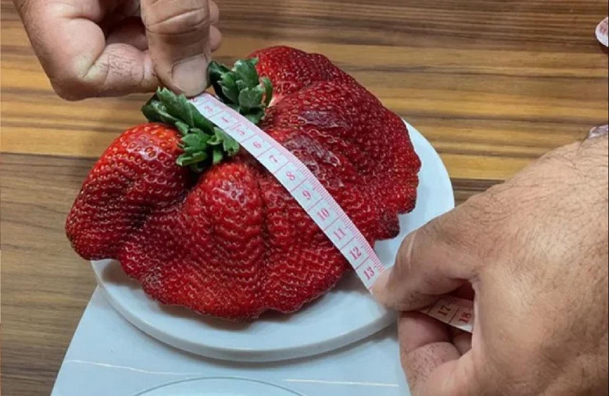 Рекорд для клубники