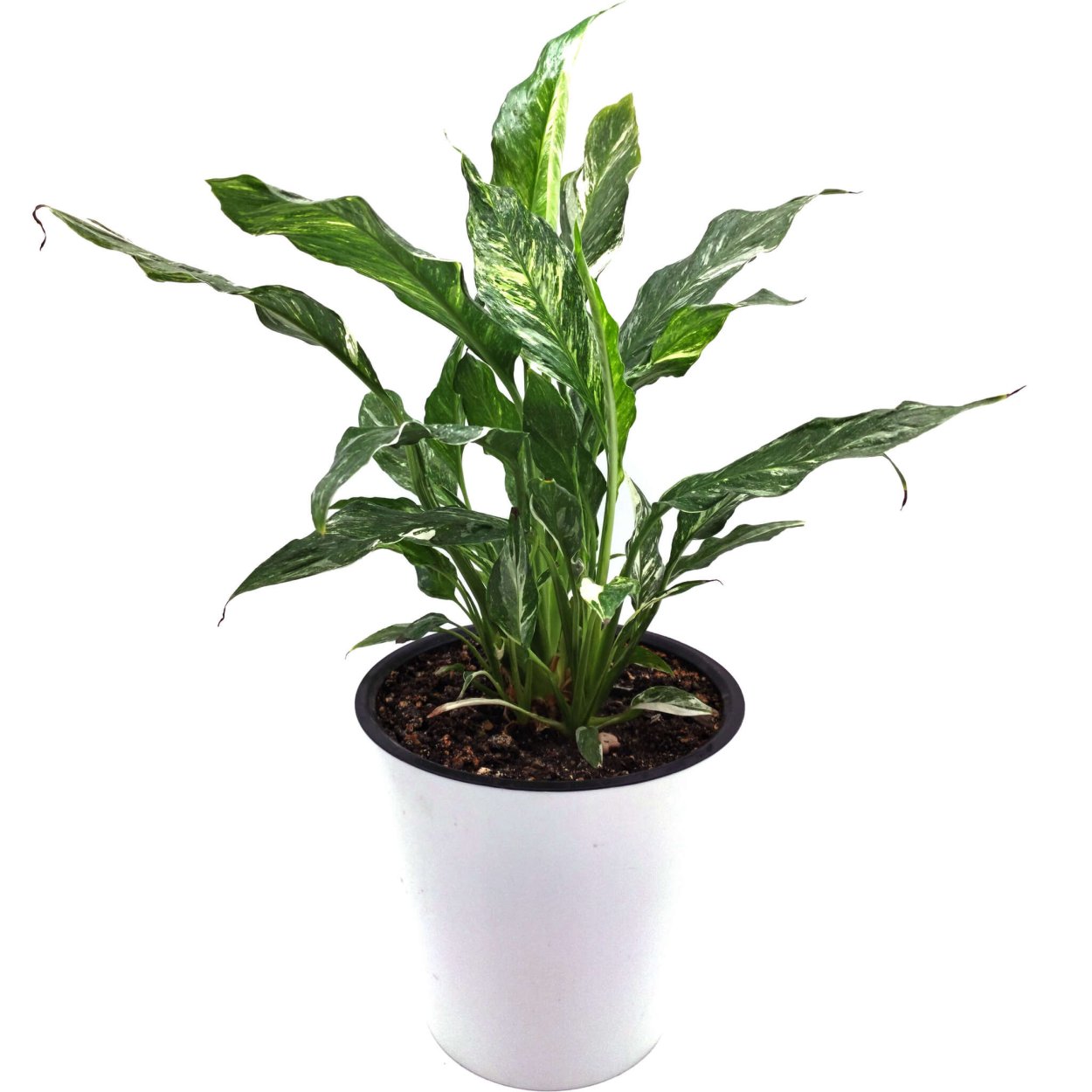 Спатифиллум Даймонд вариегатный