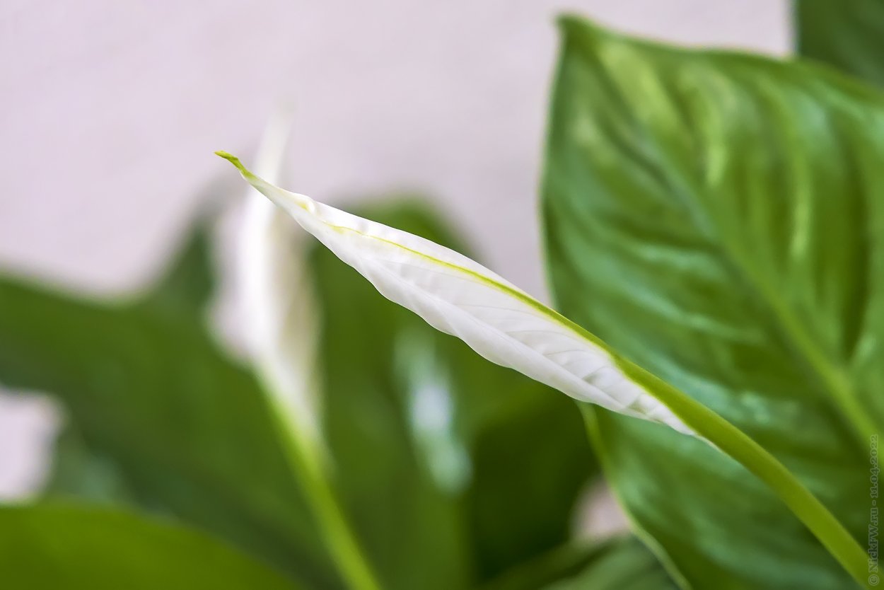 Домашние цветы с названиями