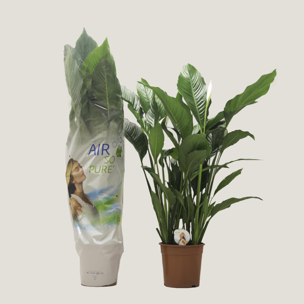 Спатифиллум Лауретта