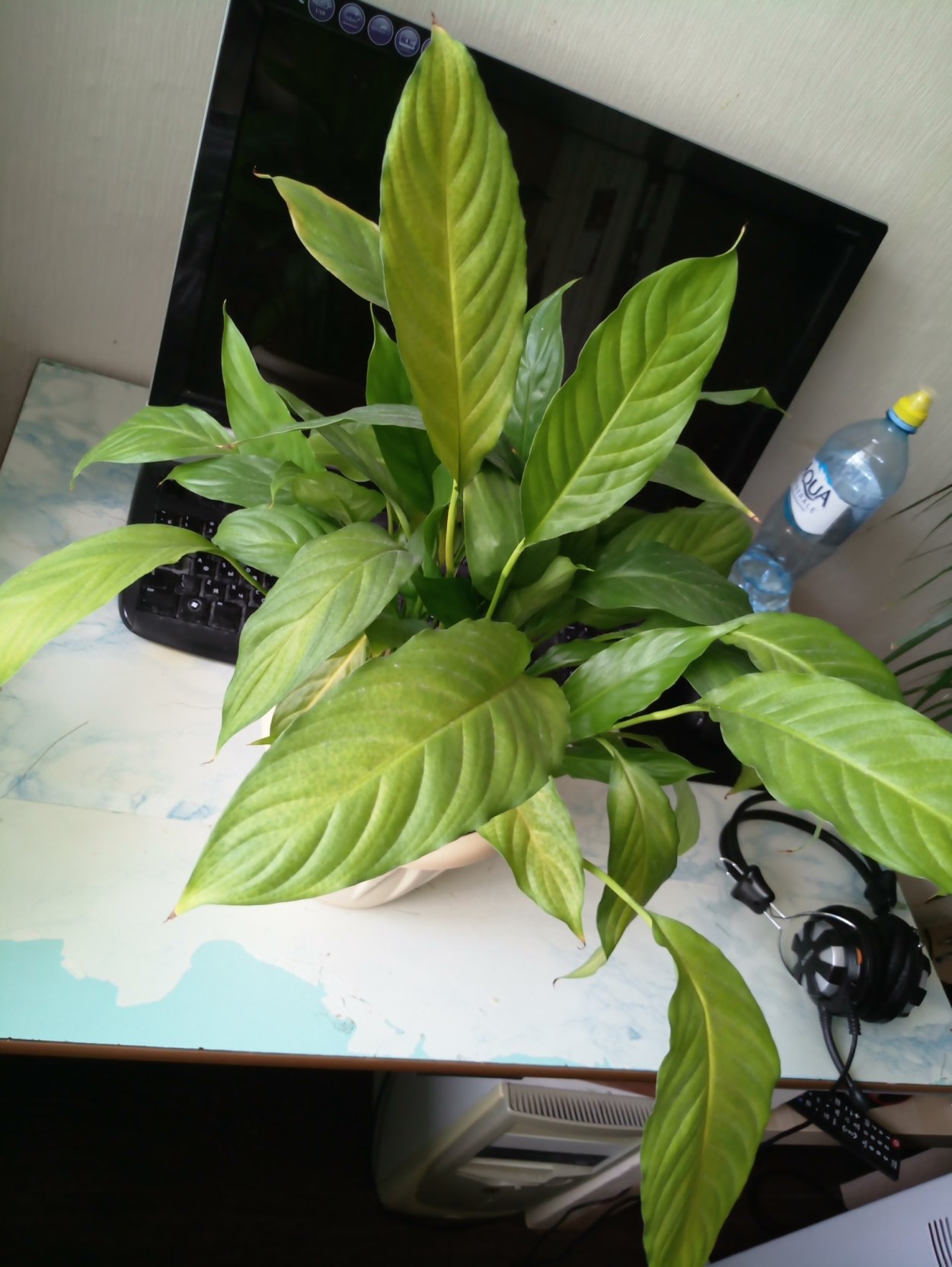 Спатифиллум хлороз