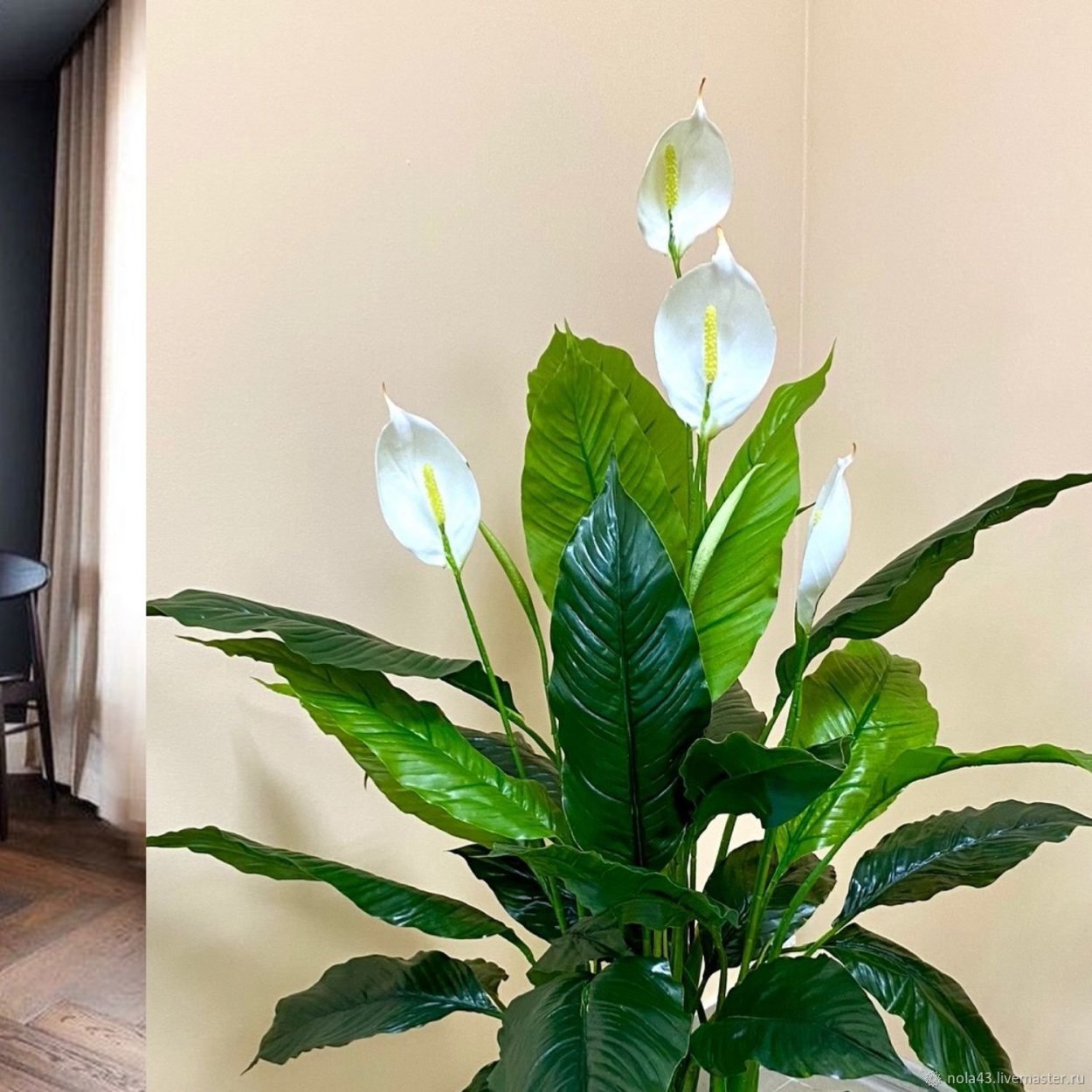 Спатифиллум Домино отростки