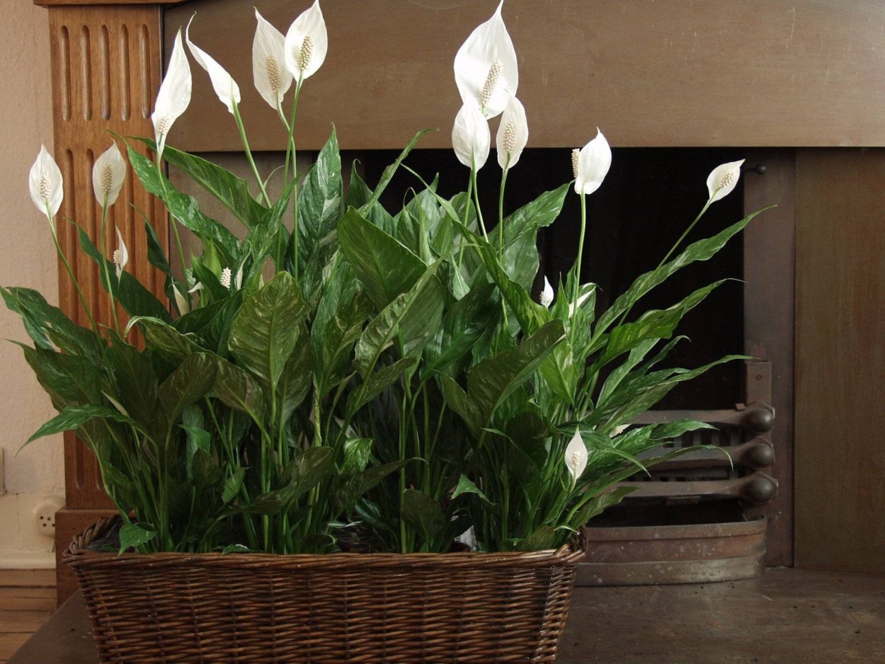 Спатифиллум геликониелистный