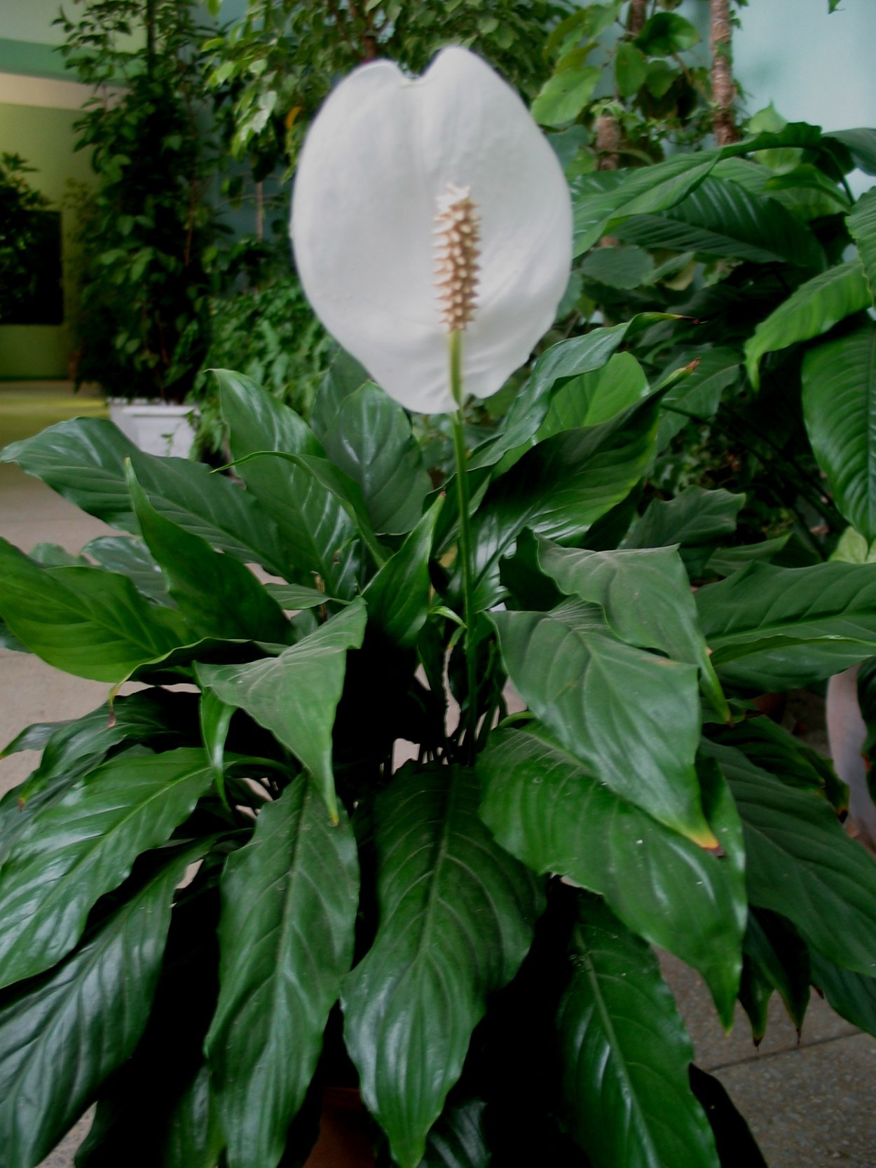 Спатифиллум обильноцветущий Spathiphyllum floribundum