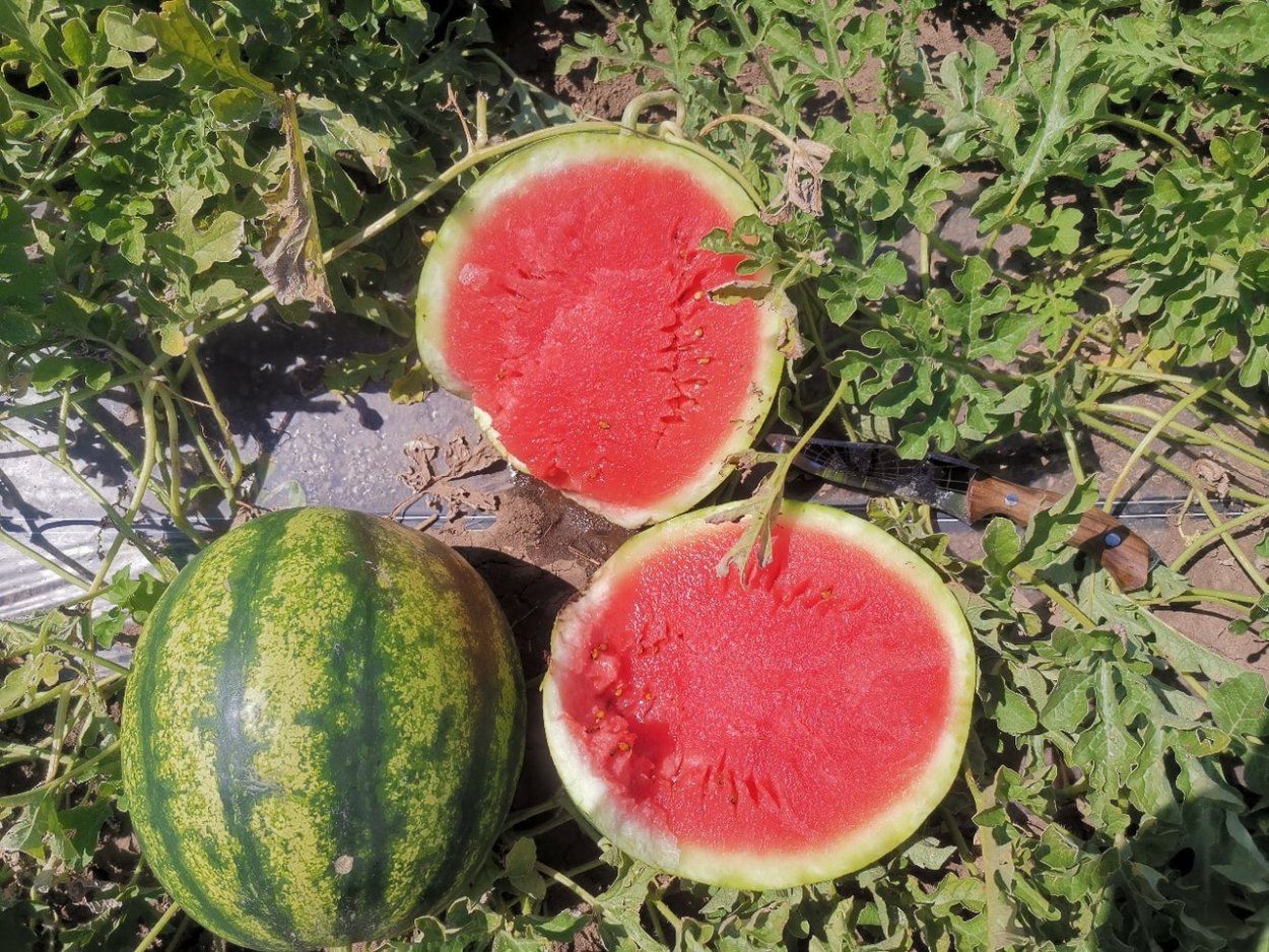 Арбузы корочанские Шляхов