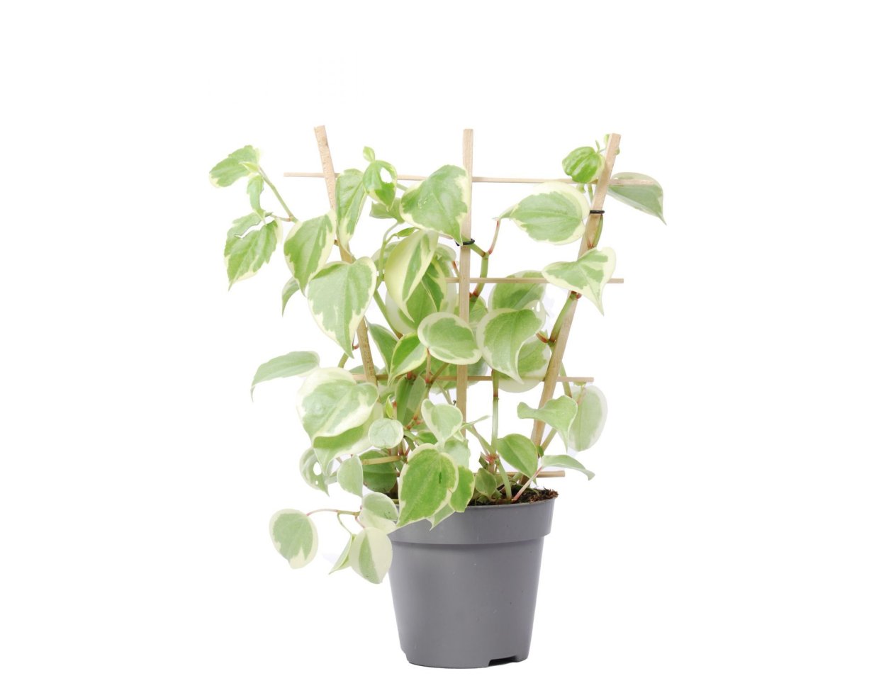 Пеперомия Scandens