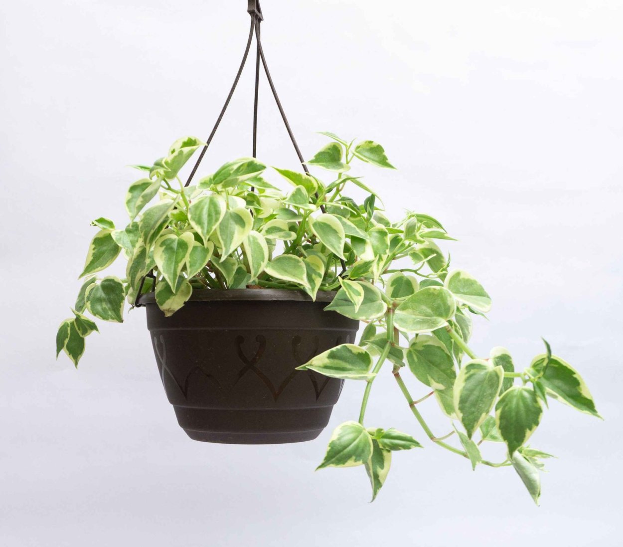 Пеперомия Сканденс