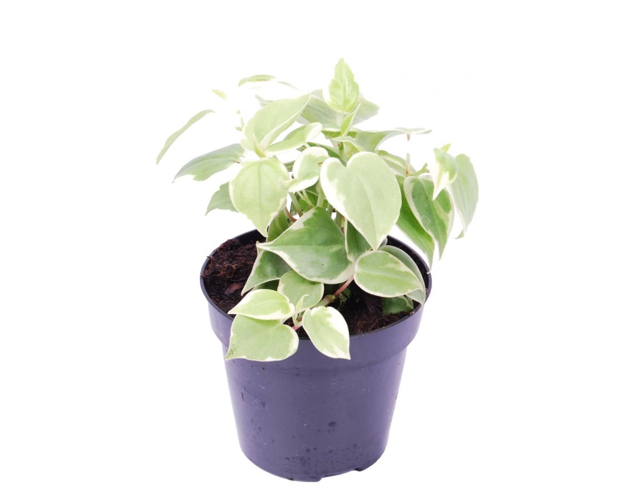 Пеперомия Scandens