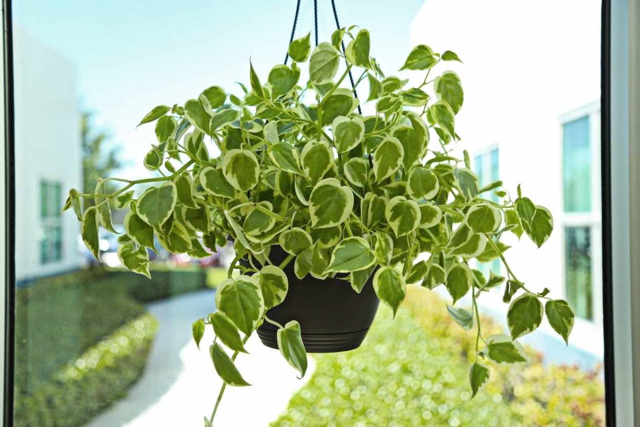 Пеперомия Сканденс Вариегата подвесная