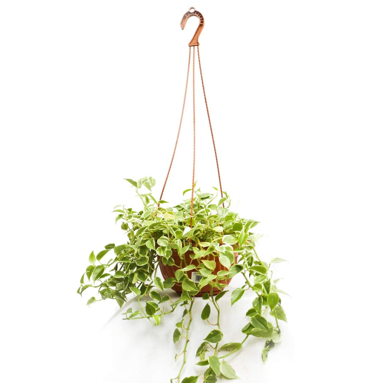 Пеперомия Сканденс Вариегата