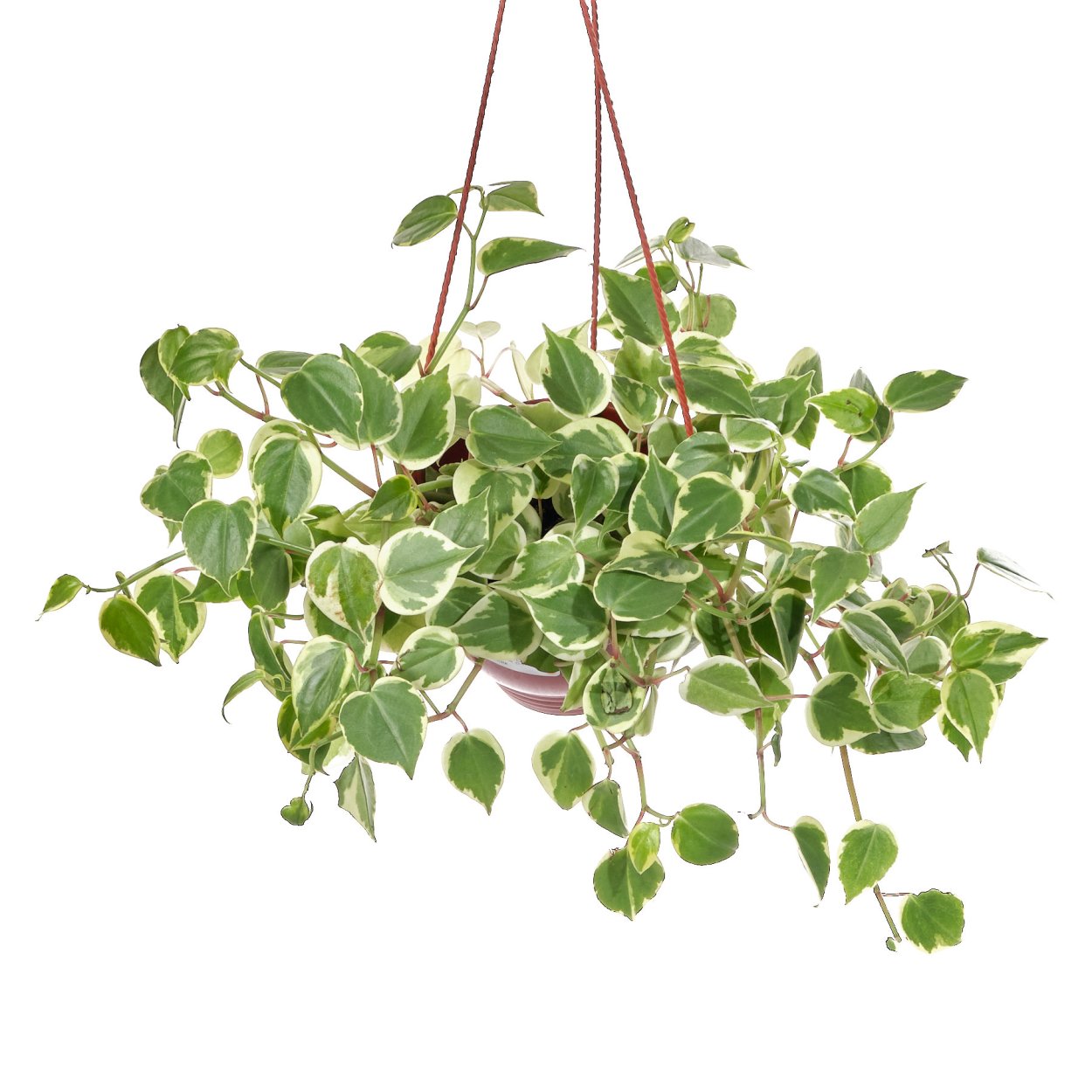 Пеперомия Scandens