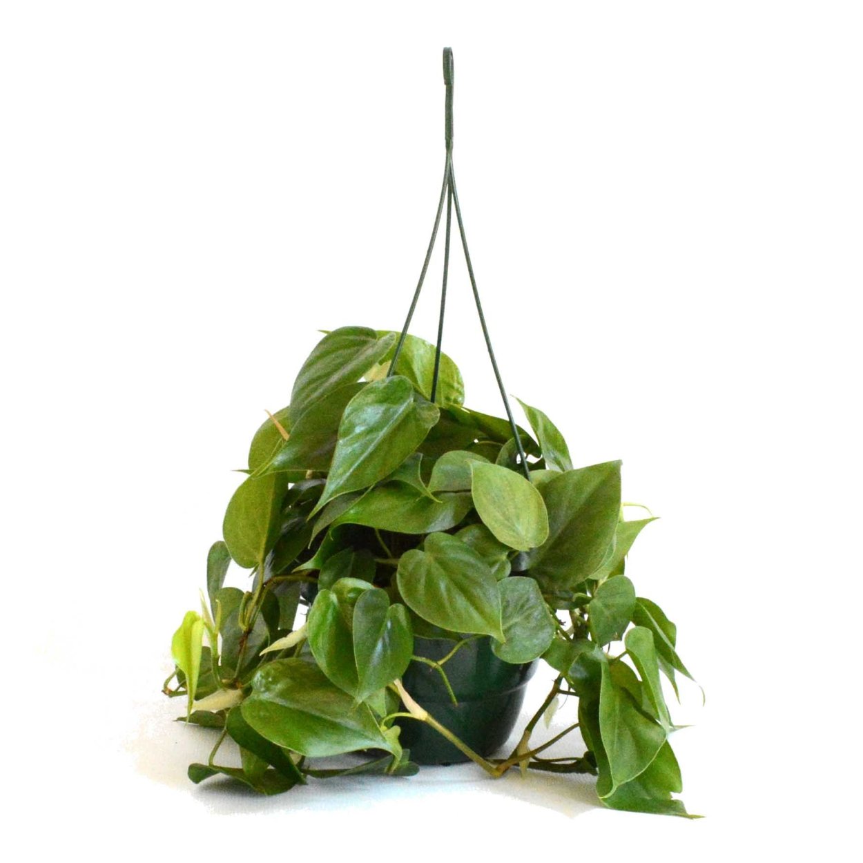 Филодендрон Сканденс Бразил(d-12)