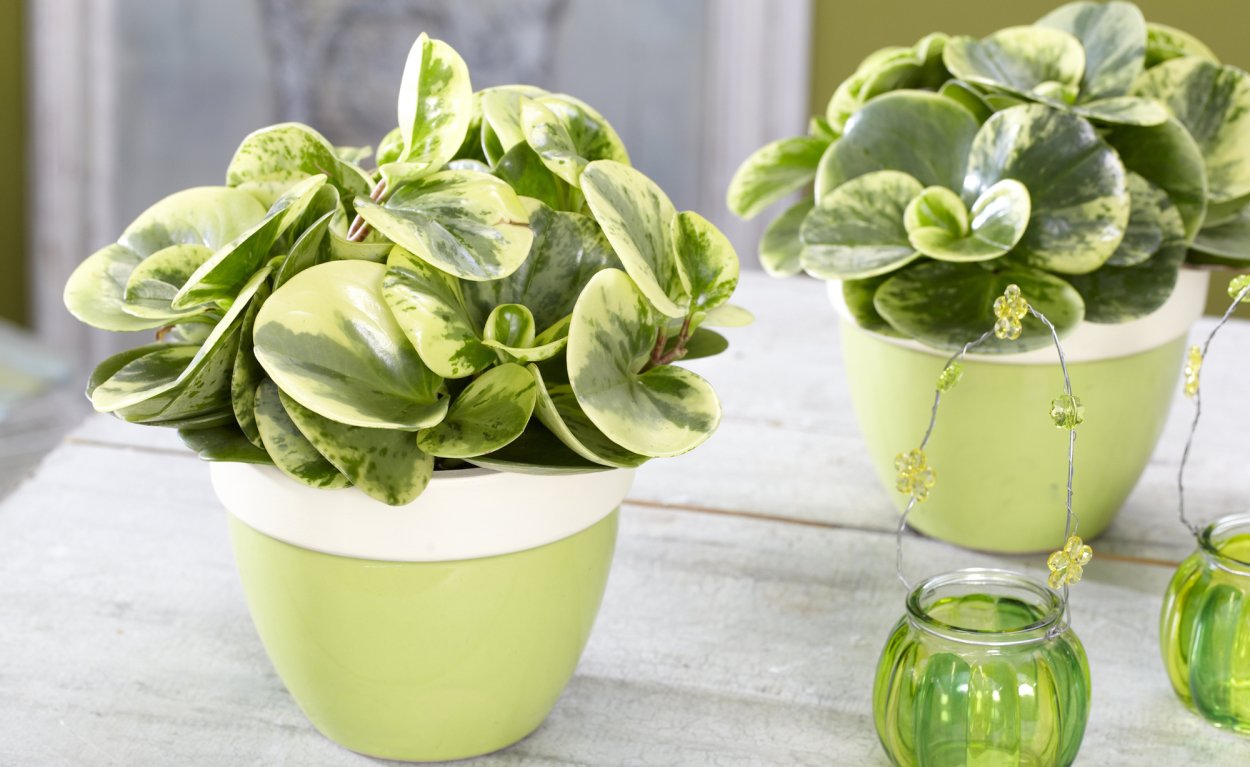 Пеперомия Голден Грин